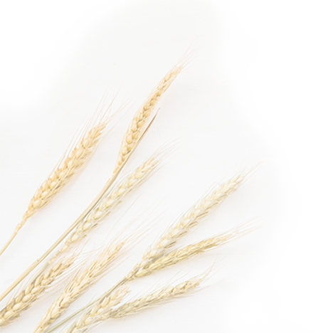 桂格全天然超級穀珍-產品介紹-背景燕麥